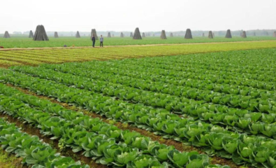 广东肇庆:致力打造高标准蔬菜产业园