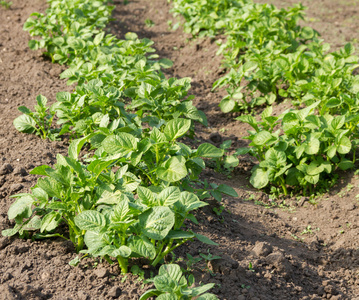 韭菜的幼苗可以在田间种植。农业、蔬菜、有机农产品、农产工业