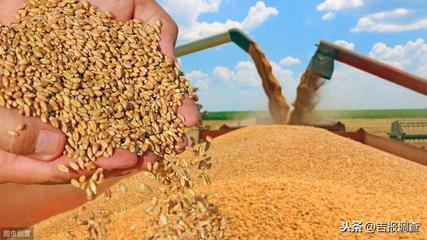 今年吉林省粮食总产量预计在375亿公斤以上